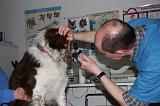 AUSCULTATION 266